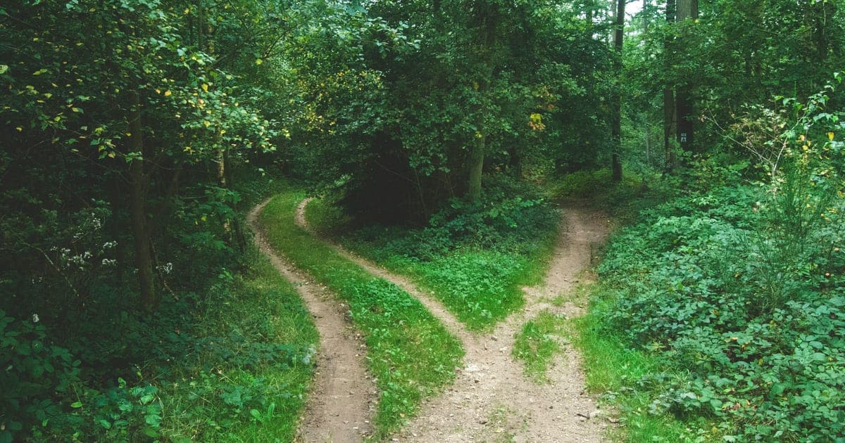 Forking forest path