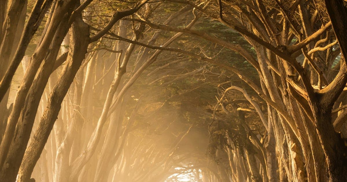 Tree tunnel