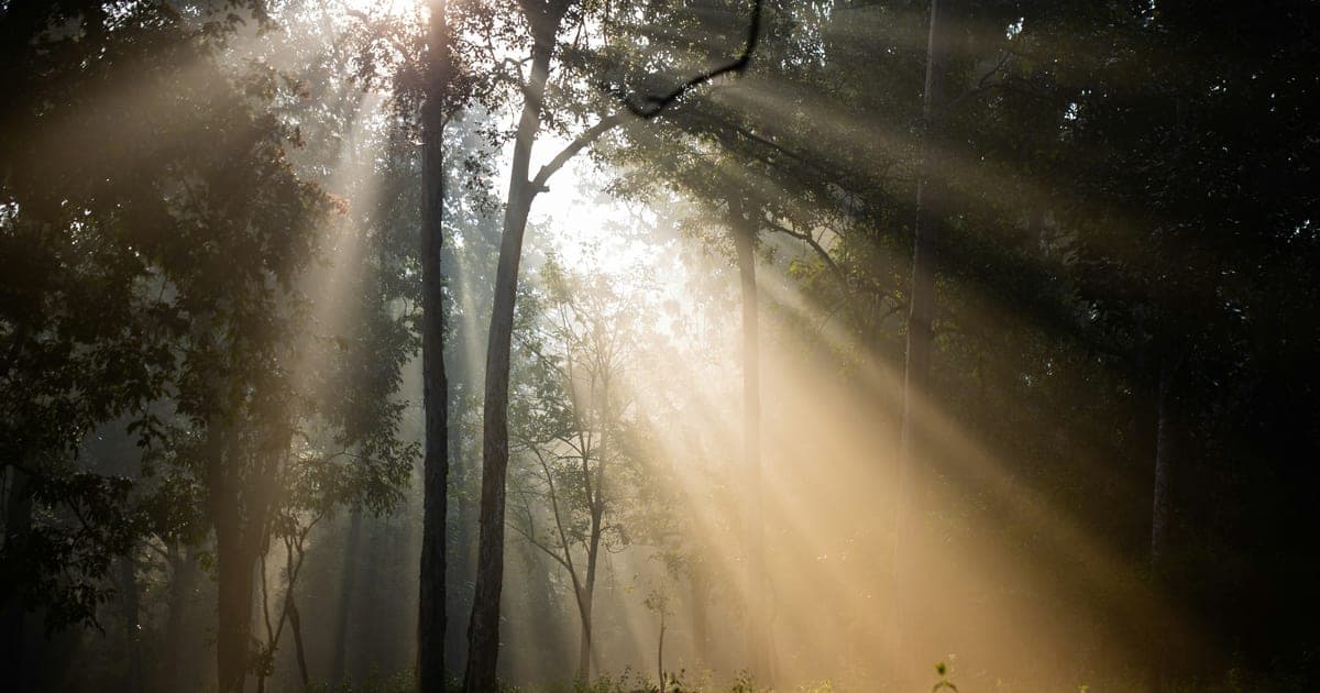 Sunlight through the trees